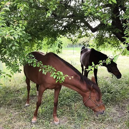 Romantik Na Hrinovskych Lazoch Chalet *