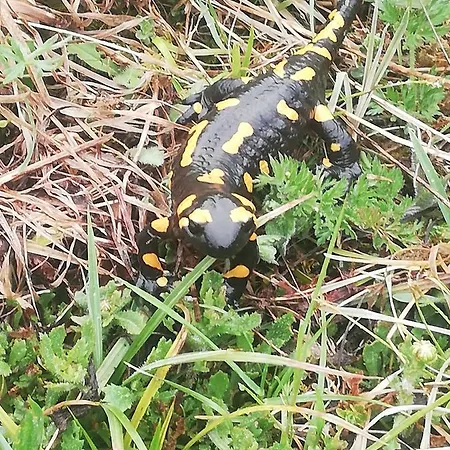 Romantik Na Hrinovskych Lazoch