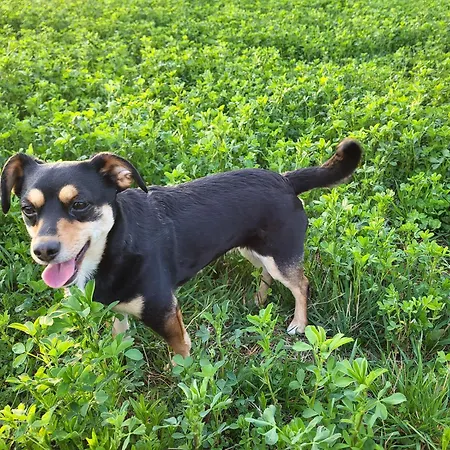 Romantik Na Hrinovskych Lazoch